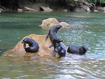 New Zealand fur seal, Abel Tasman National Park